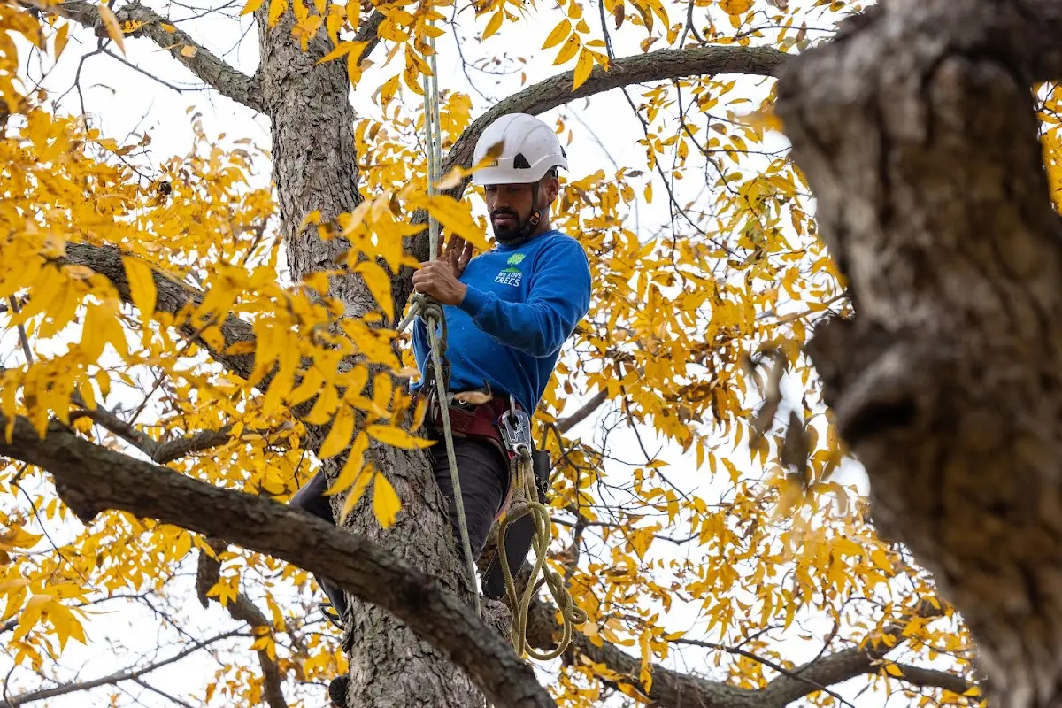 Skilled Storm Damage Cleanup crew working in Evansville